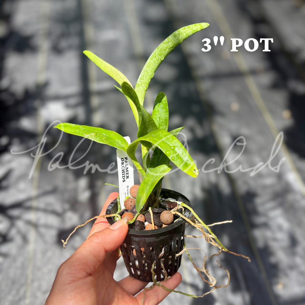 Ett. Volcano Trick — Palmer Orchids